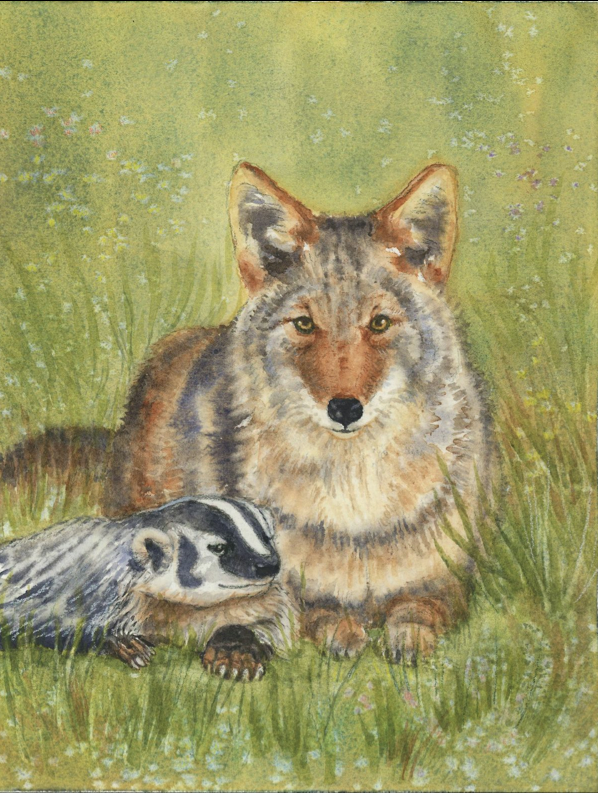 Coyote with badger