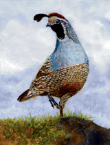 California quail