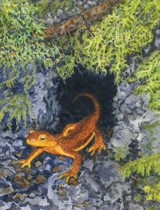 California newt