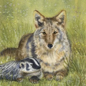 Coyote with badger